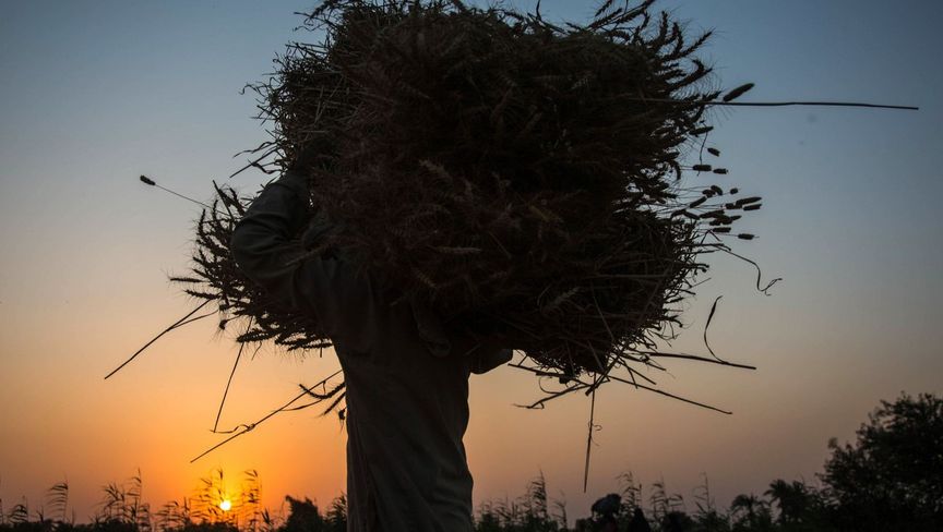 مصر تتحوط من الحرب التجارية بتعزيز مخزون السلع الاستراتيجية